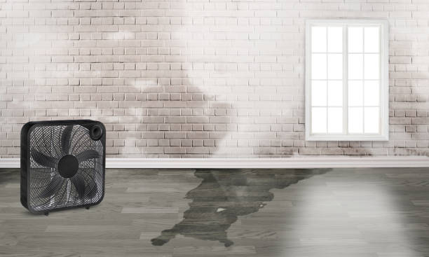 Best Basement water damage restoration  in Spring Green, WI